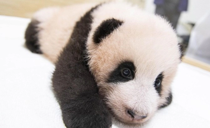 푸바오 반환 이유 근황 및 푸바오 생일 성장 영상 사진 정리