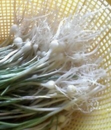 달래 효능 부작용 뿌리 고르는법