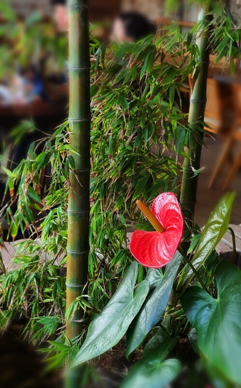 대너리스-카페-대나무