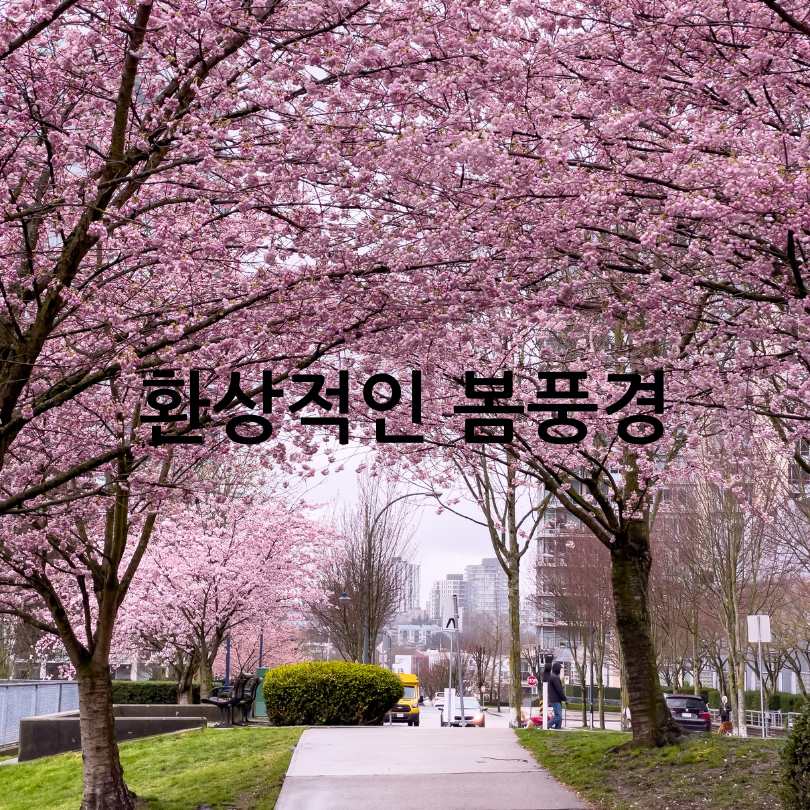 2025 영등포 여의도 봄꽃축제