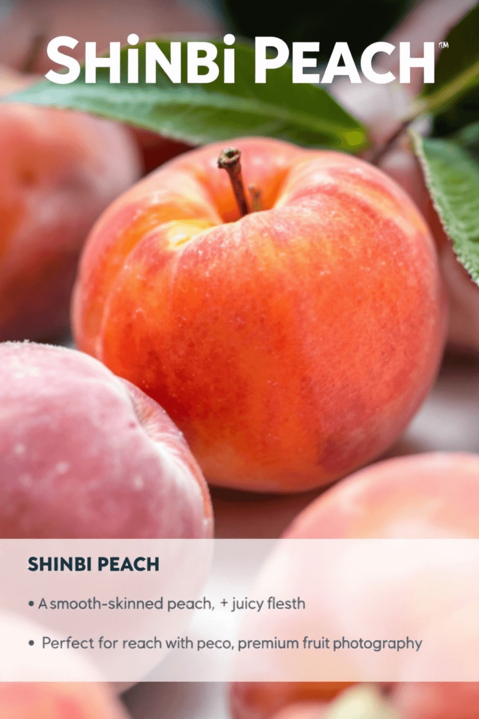 신비 복숭아 사진입니다.