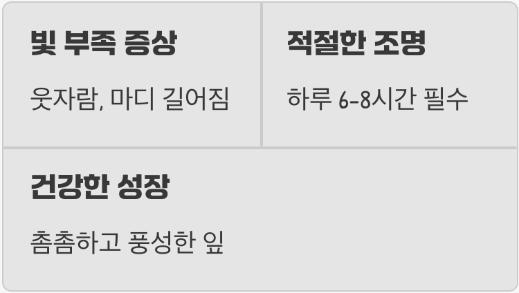 실수 셋 : 빛이 부족하면 일어나는 일