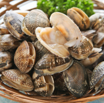 모시조개_보관법