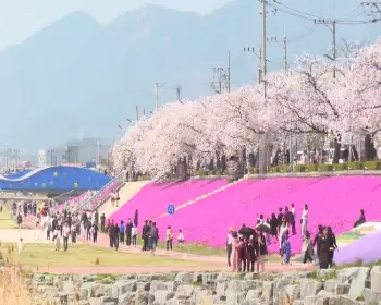정읍 벚꽃축제_3