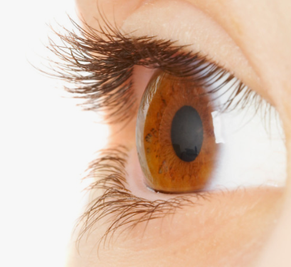 루테인 지아잔틴의 차이점과 효능 및 부작용 그리고 일일 권장 섭취량