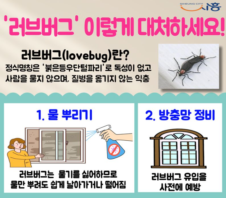 러브버그 퇴치방법