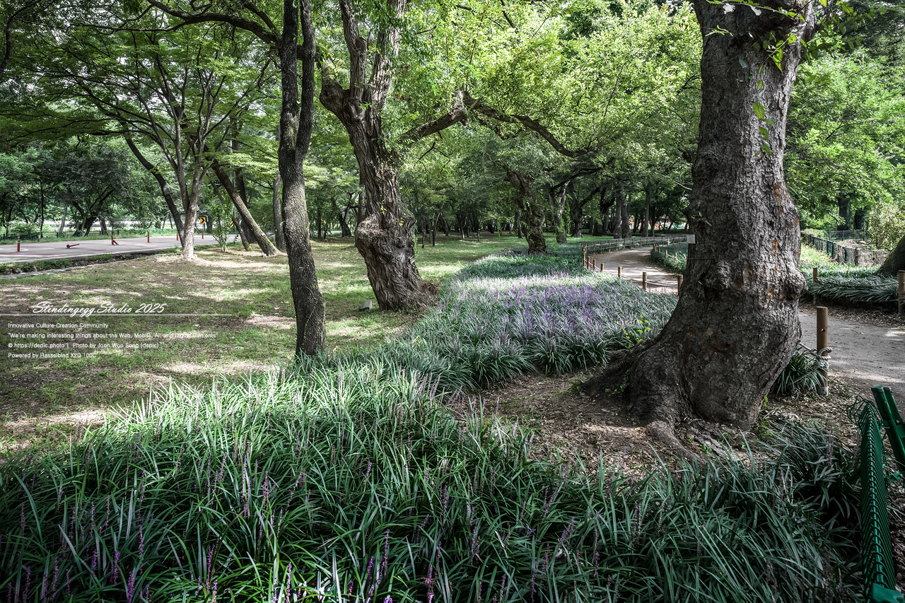 #영천 #숲 #맥문동 #오리장림