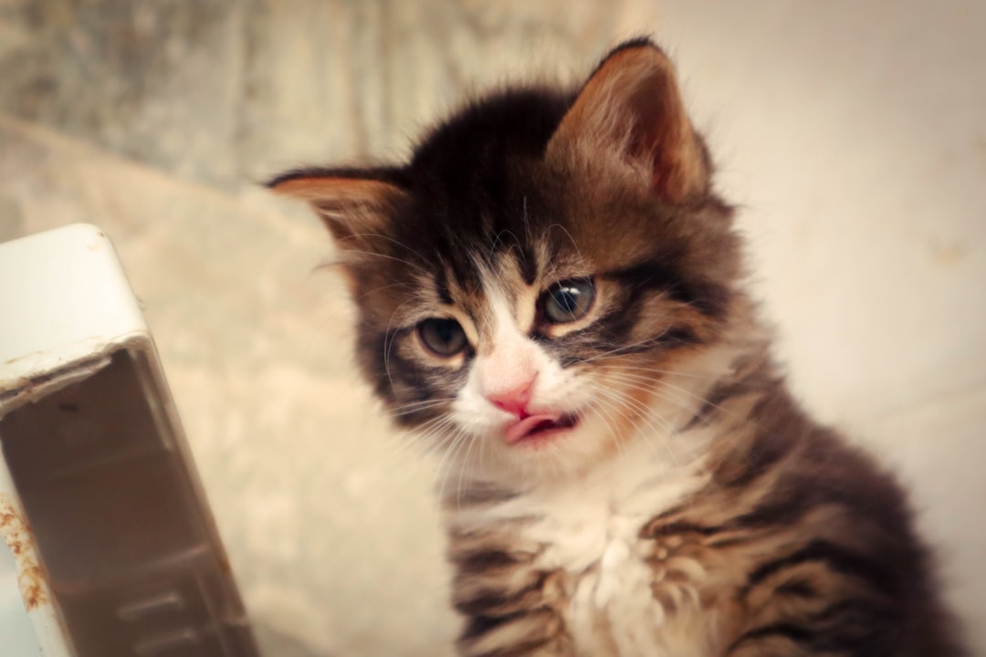 Cat food