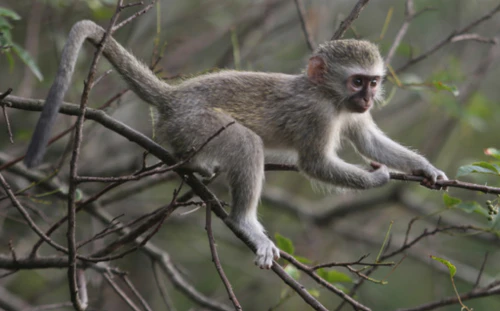 2024년 원숭이띠 운세