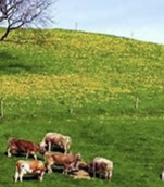 기초노령연금 수급자격 신청방법