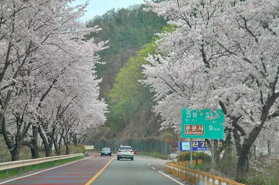 경북 벚꽃 명소