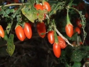 구기자 재배 삽목 번식 가지치기 건조 보관_5