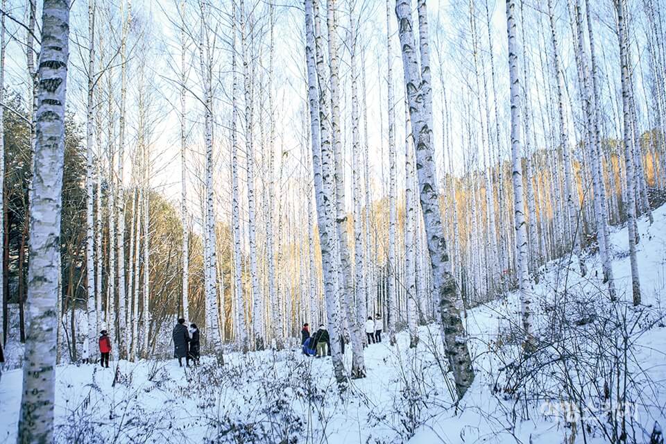 설연휴 국내 여행지 추천 - 인제 자작나무 숲