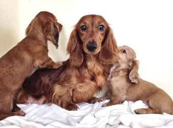 닥스훈트 순종 가격 성격 분양가격 장단점_19