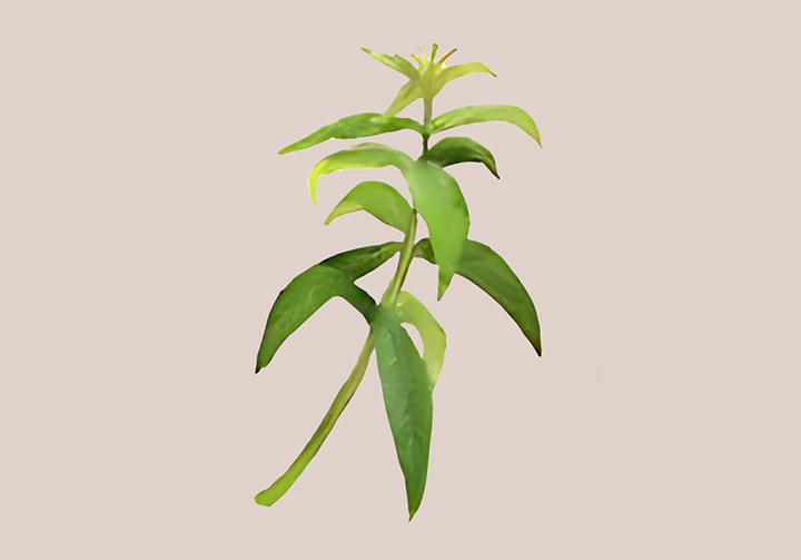 레몬버베나-하루-섭취-권장량