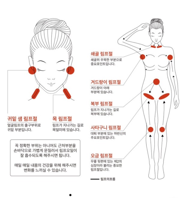 체내 노폐물과 독소를 걸러내는 림프관 네트워크와 우리 몸의 주요 면역 기관인 3대 림프절의 해부학적 위치