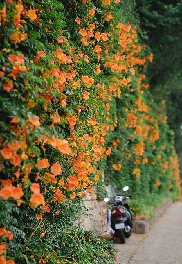 희망대공원 능소화