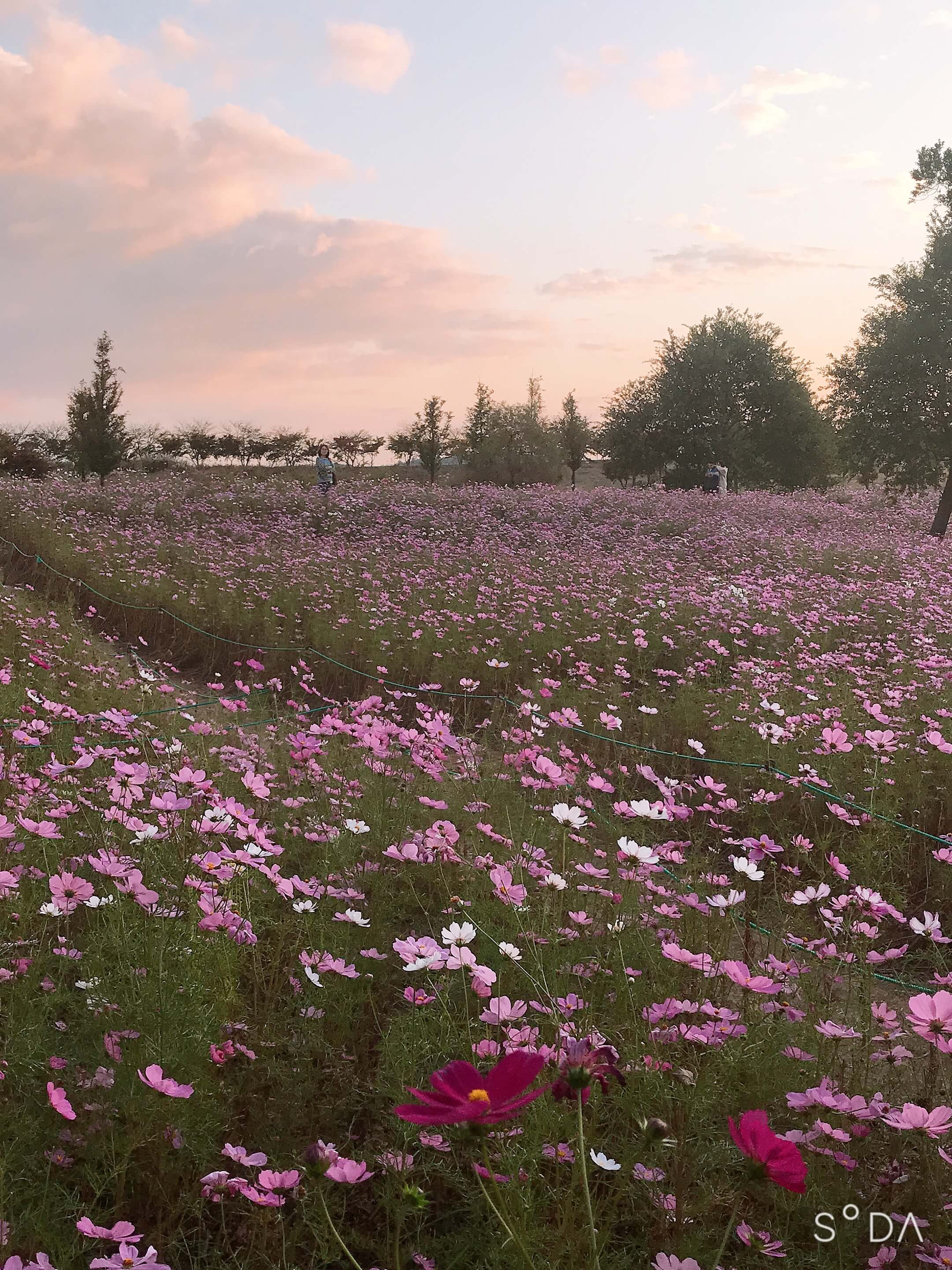 순천만 국가 정원의 꽃