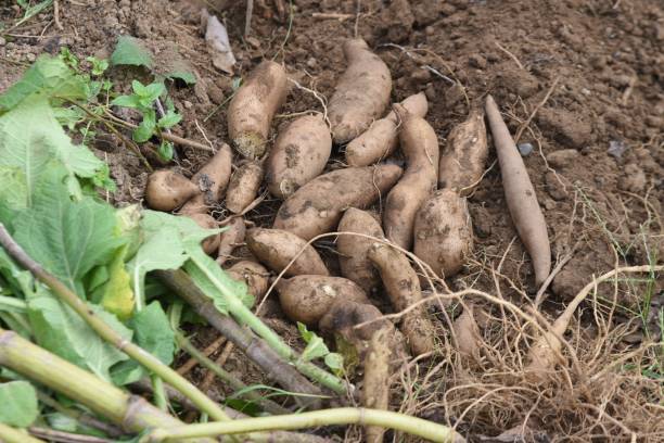 야콘 효능 10가지와 부작용 및 먹는법 및 보관법