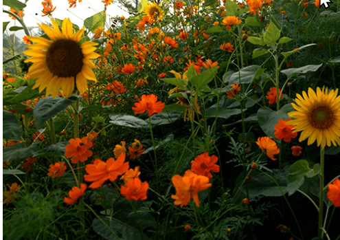 태백 해바라기 축제 볼거리&amp;#44; 입장료&amp;#44; 주차&amp;#44; 맛집 총정리