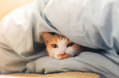 이불에 돌돌 말린 고양이.