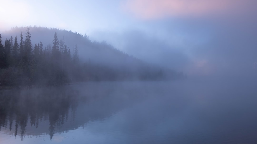 Morning glory