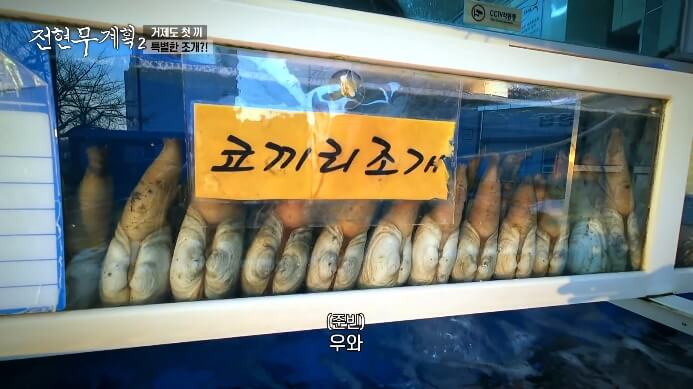 코끼리조개