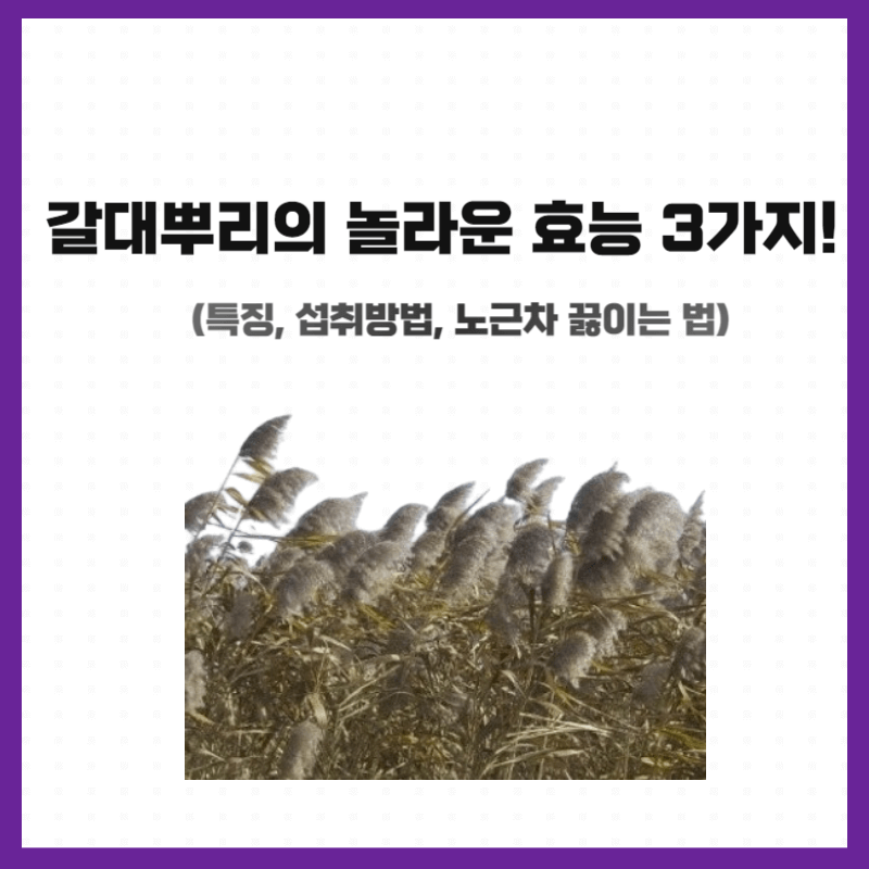 갈대뿌리 효능&#44; 갈대뿌리의 놀라운 효능 3가지!