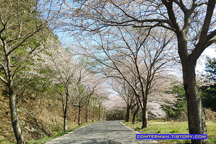 가재산 벚꽃길