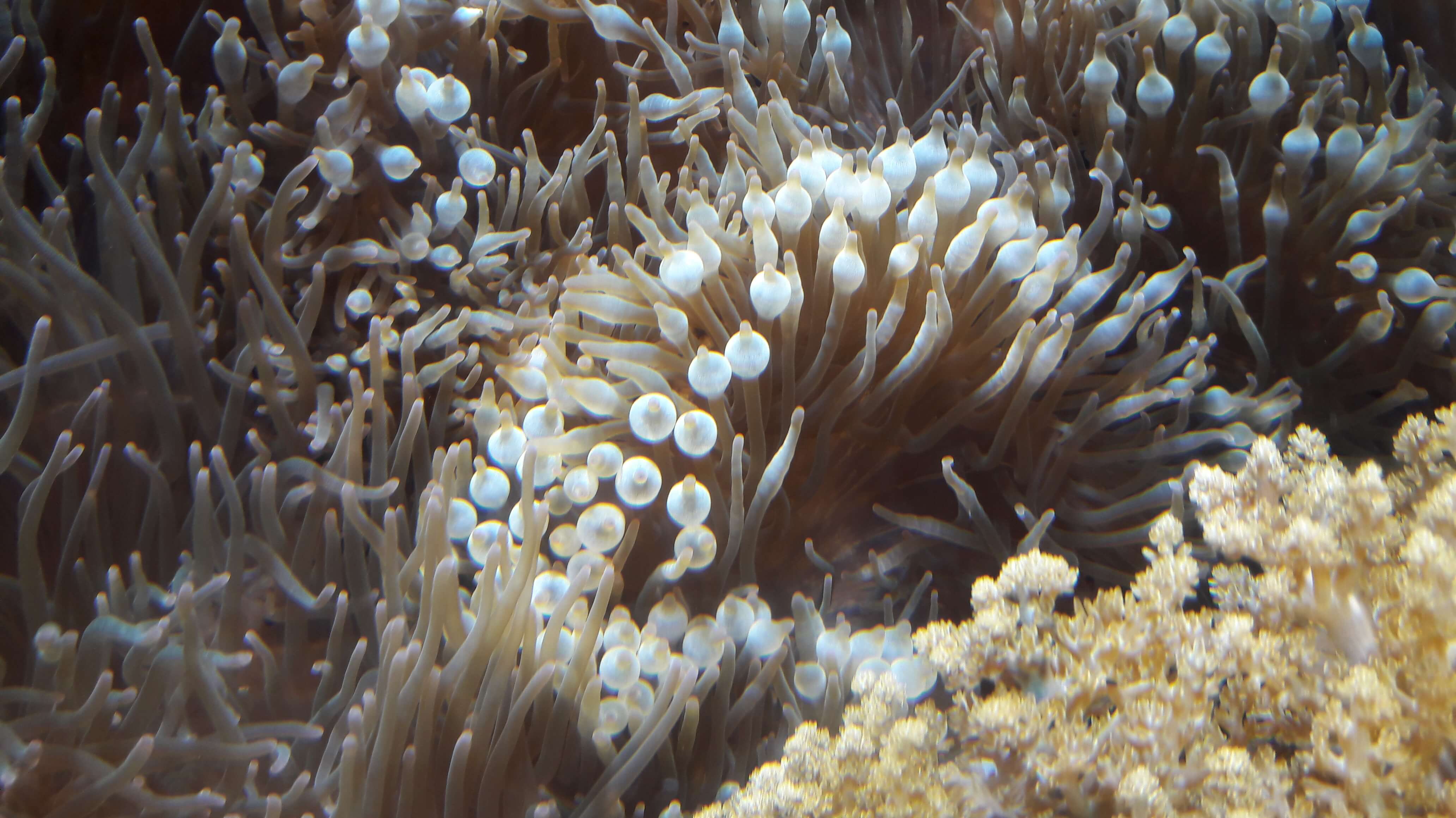 츄라우미 수족관