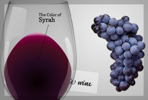 쉬라즈 색 및 포도품종