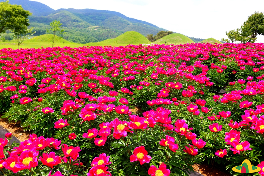 의성 조문국사적지 작약꽃