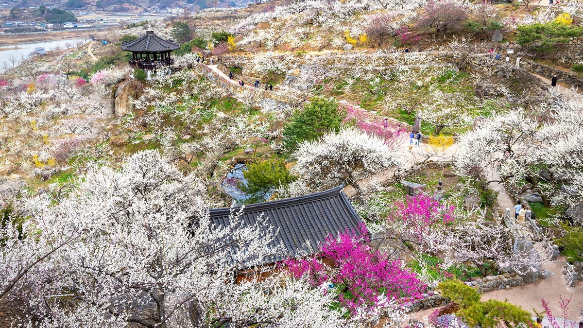 힐링 여행 명소 광양 매화 마을