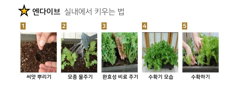 엔다이브 재배 상토 선정 배수 통풍 연속 수확_6