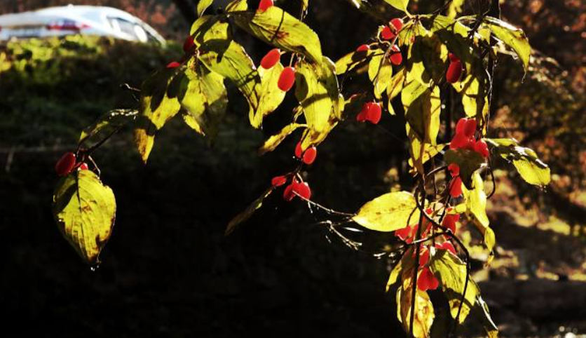 산수유열매의 이미지