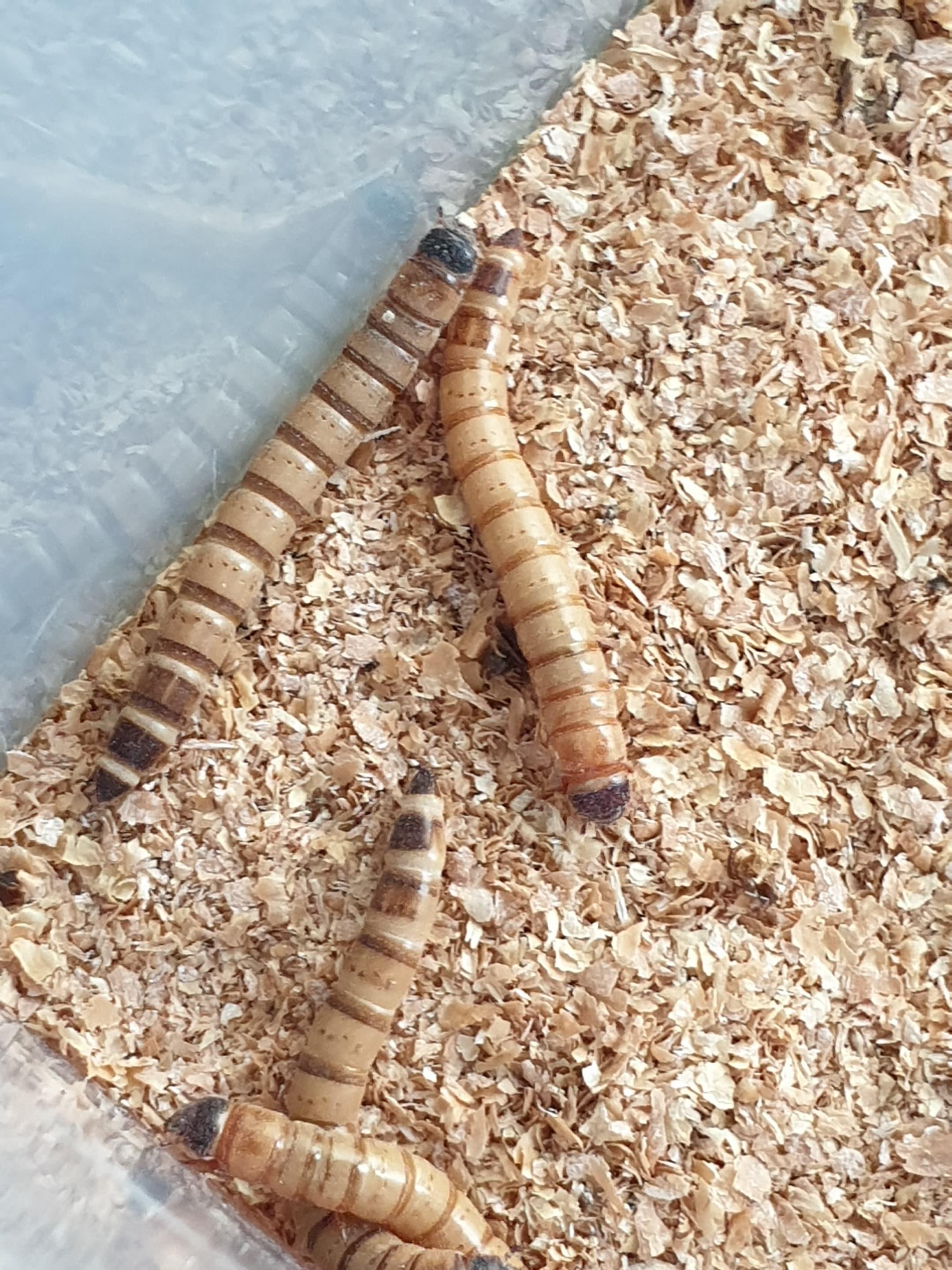 곤충산업의 현황과 미래 방향