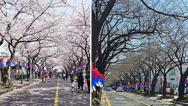 2026 벚꽃 제주 개화시기 왕벚꽃 만개 풍경 전농로 벚꽃길 봄 여행 추천