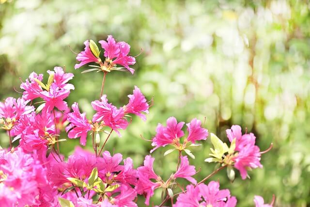 연산홍 묘목 가지치기 키우는 방법 과 철죽(철쭉) 구별법 알아보기
