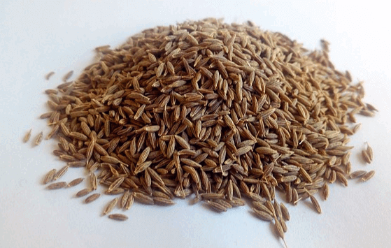 하얀 식탁에 커민 씨들이 수북하다. 홀쭉한 타원형이며 연한 고동색이다.