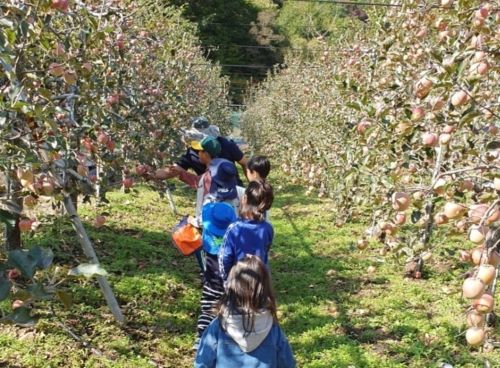 사과따기체험