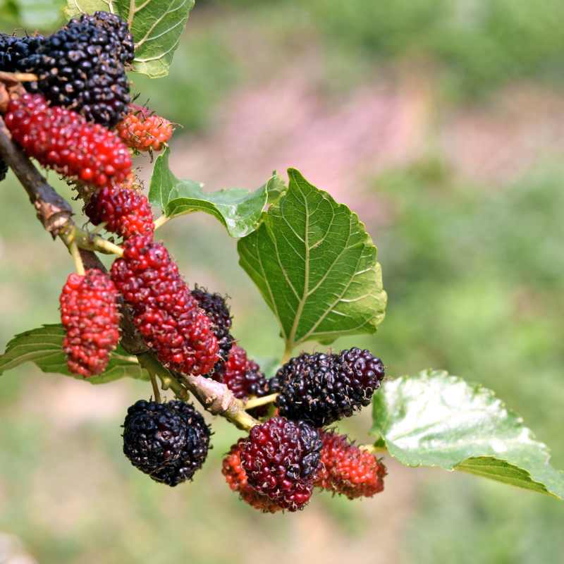 오디 효능 부작용