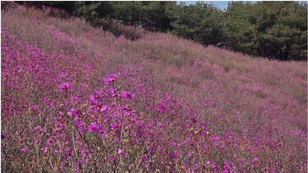 [4월 축제]화왕산 진달래❘4월 둘째주 주말 개화 상황, 방문 후기, 교통편, 맛집