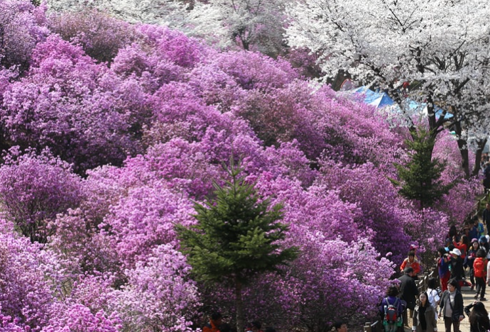 2025 부천 원미산 진달래축제 일정,가는길,주차장,초대가수 명단