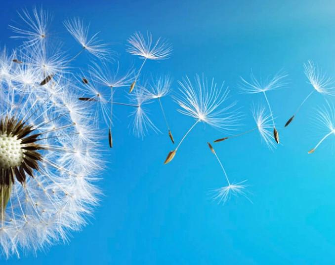 민들레 홀씨 꽃말