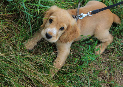 산책하는 강아지.