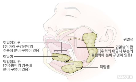 침샘 구조