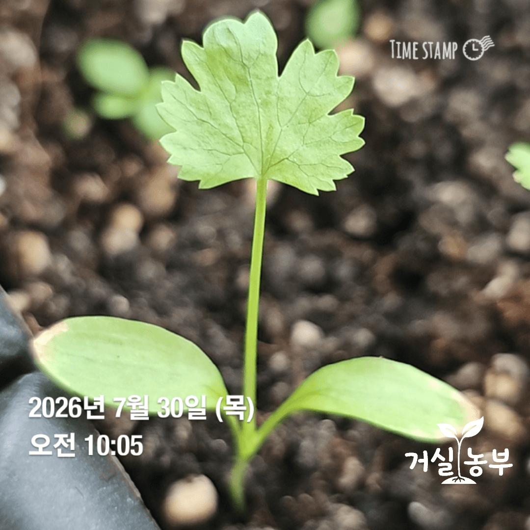 꽃 모양처럼 보이는 어린 고수의 첫 번째 본잎
