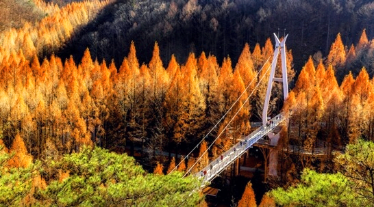 장태산자연휴양림-대전-주변-가볼만한곳-추천