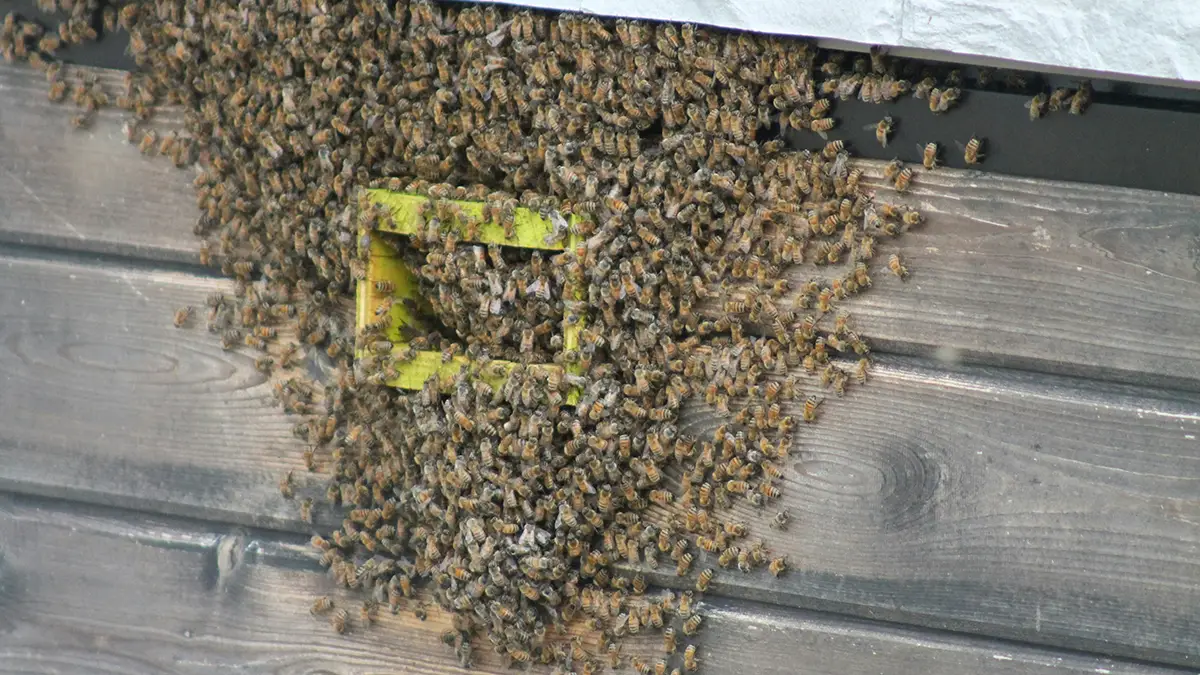 서울 도시 양봉, 285통까지 성장한 이유는?