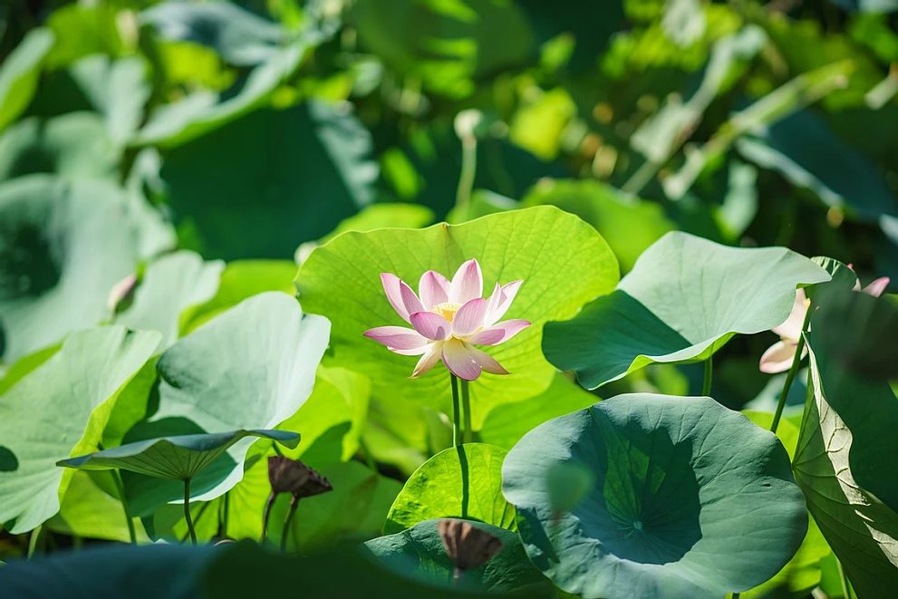 한림공원 연꽃축제